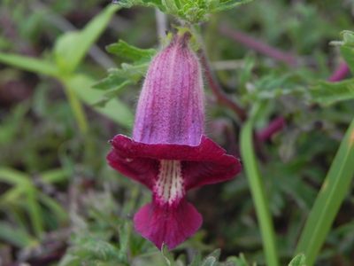 Sesamum prostratum, photographed by S.MORE