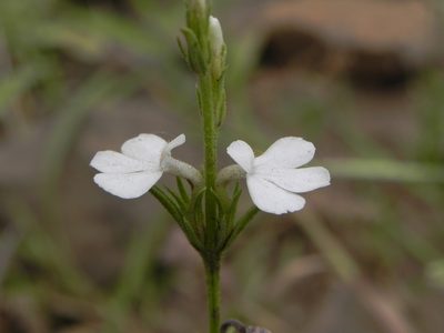 Striga densiflora, photographed by S.MORE