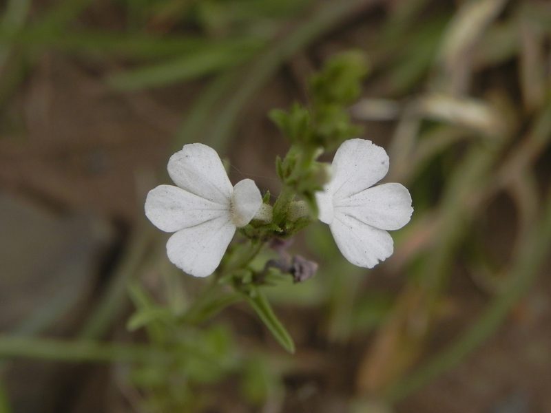 Striga densiflora, photographed by S.MORE