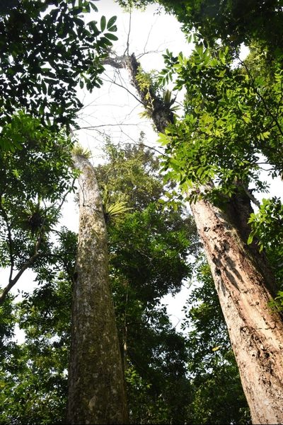 Terminalia myriocarpa, photographed by Zac Peterson