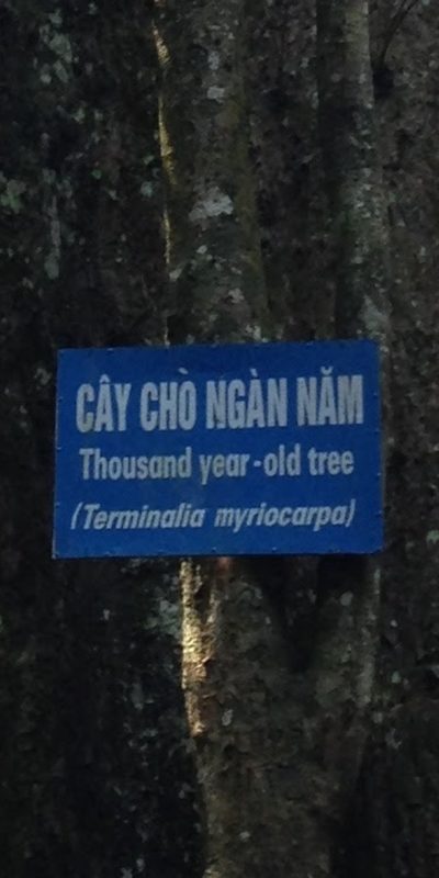 Terminalia myriocarpa, photographed by Zac Peterson