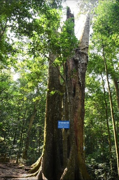 Terminalia myriocarpa, photographed by Zac Peterson