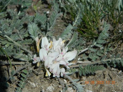 Astragalus dolichophyllus, photographed by Galyna Mykytynets