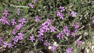 Jamesbrittenia microphylla, photographed by Shaun Swanepoel