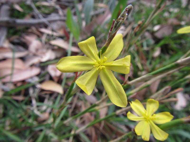 Moraea lewisiae, photographed by douglaseustonbrown