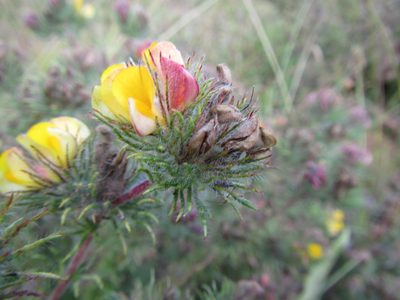 Aspalathus araneosa, photographed by douglaseustonbrown