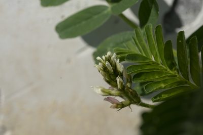 Astragalus boeticus, photographed by Eleftherios Katsillis