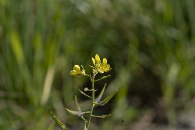 Sinapis alba, photographed by Eleftherios Katsillis