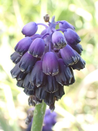 Muscari commutatum, photographed by Sarah Faulwetter