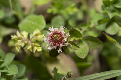 Trifolium argutum, photographed by Eleftherios Katsillis