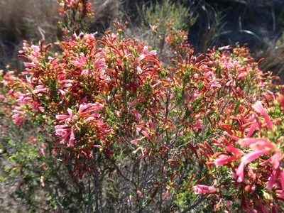 Erica versicolor, photographed by Di Turner