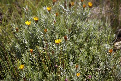Oedera pungens, photographed by Tony Rebelo