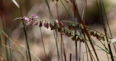 Polygala hottentotta, photographed by Tony Rebelo