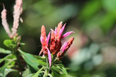 Aphelandra sinclairiana, photographed by Aitor