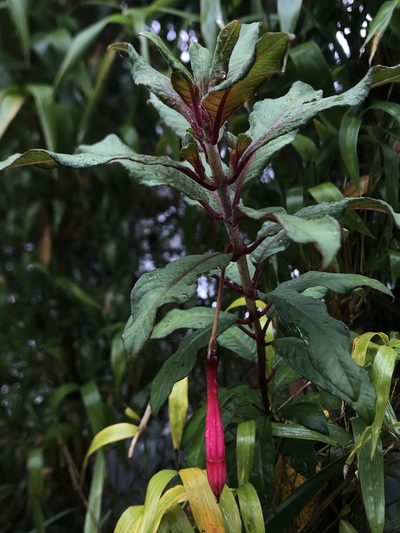 Fuchsia petiolaris, photographed by Nicolás Baresch Uribe
