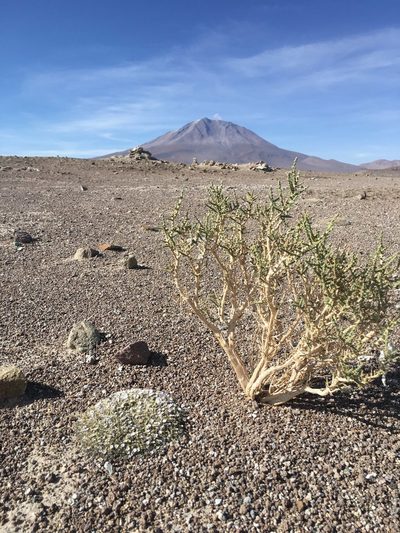 Astragalus diminutivus, photographed by Elizabeth Axley
