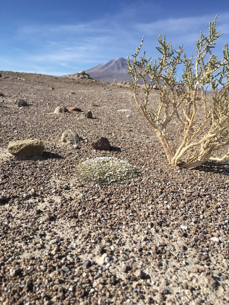 Astragalus diminutivus, photographed by Elizabeth Axley