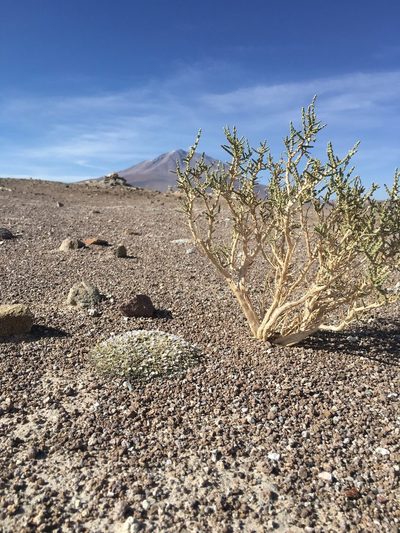 Astragalus diminutivus, photographed by Elizabeth Axley