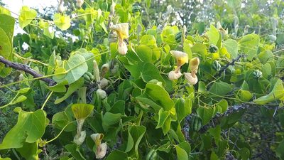 Aristolochia argentina, photographed by Tomás Carranza Perales