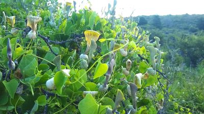 Aristolochia argentina, photographed by Tomás Carranza Perales