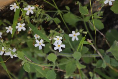 Chaenostoma floribundum, photographed by Tony Rebelo