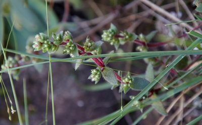 Crassula obovata, photographed by Tony Rebelo