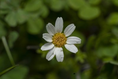 Anthemis chia, photographed by Eleftherios Katsillis