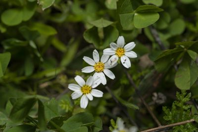 Anthemis chia, photographed by Eleftherios Katsillis