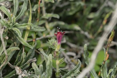 Echium angustifolium, photographed by Eleftherios Katsillis