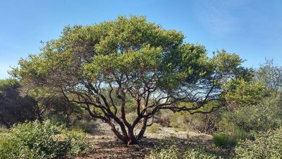 Arctostaphylos rudis, photographed by Casey H. Richart