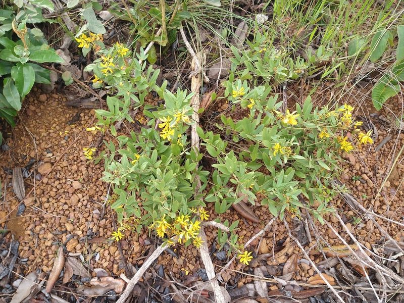 Eriosema brasiliense, photographed by Leonardo Bergamini