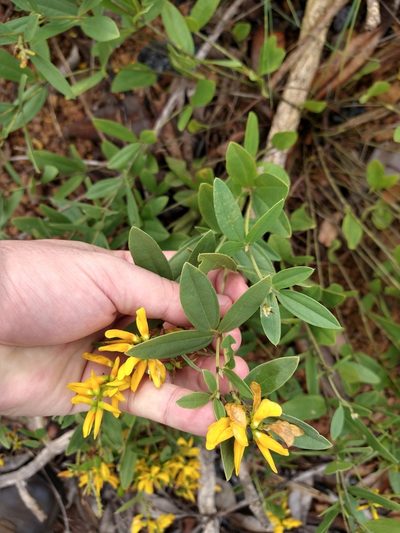 Eriosema brasiliense, photographed by Leonardo Bergamini