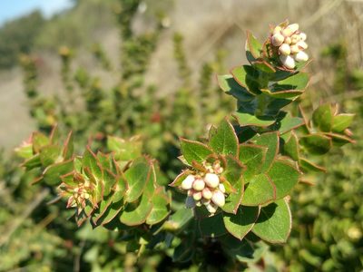 Arctostaphylos purissima, photographed by Casey H. Richart