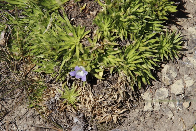 Craterocapsa congesta, photographed by Tony Rebelo