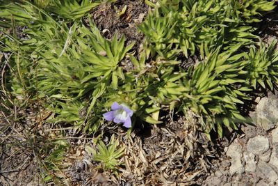 Craterocapsa congesta, photographed by Tony Rebelo