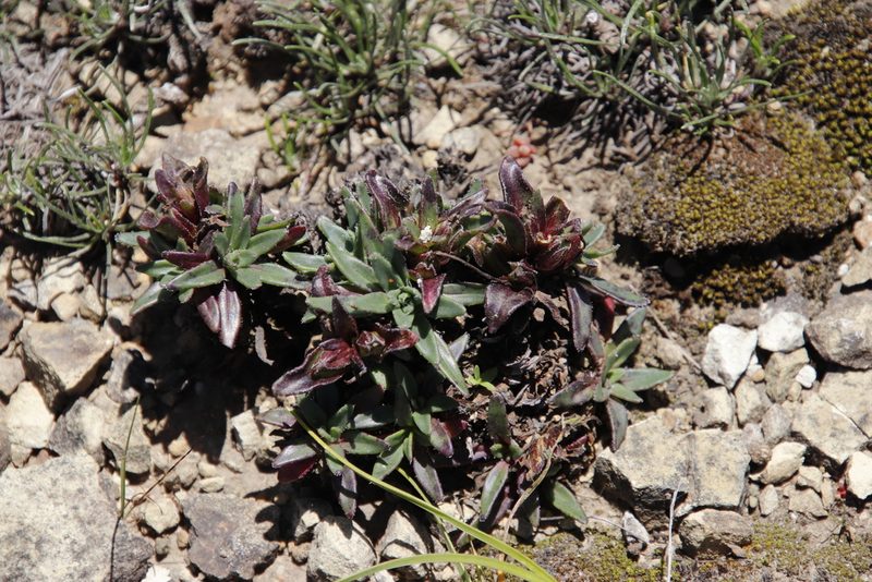 Zaluzianskya pulvinata, photographed by Tony Rebelo