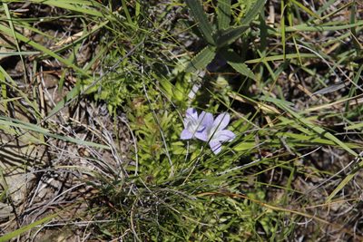 Craterocapsa congesta, photographed by Tony Rebelo