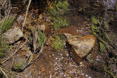 Isolepis fluitans, photographed by Tony Rebelo
