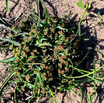 Euphorbia silenifolia, photographed by Di Turner