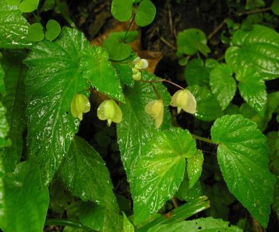 Begonia humilis, photographed by Todd Boland