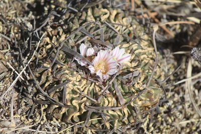 Stenocactus pentacanthus, photographed by José Belem Hernández Díaz