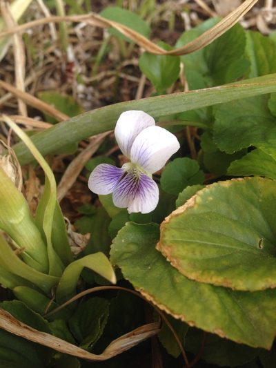Viola humilis, photographed by Oscar C. González Martínez