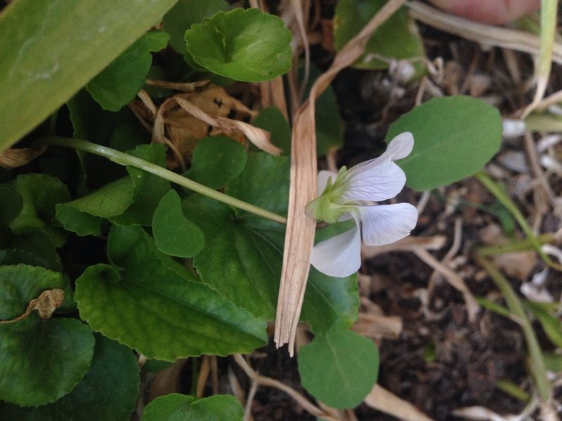 Viola humilis, photographed by Oscar C. González Martínez