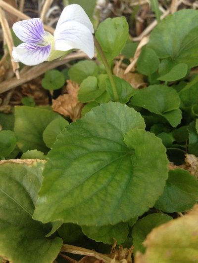 Viola humilis, photographed by Oscar C. González Martínez