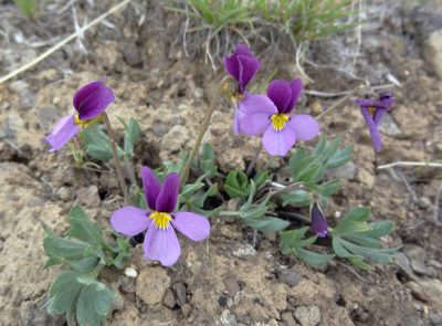 Viola trinervata, photographed by Tuoichen