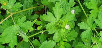 Geranium homeanum, photographed by ianrainbow