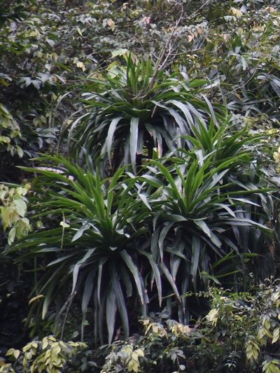 Dracaena cambodiana, photographed by Zac Peterson