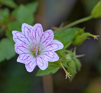 Geranium versicolor, photographed by Kostas Zontanos