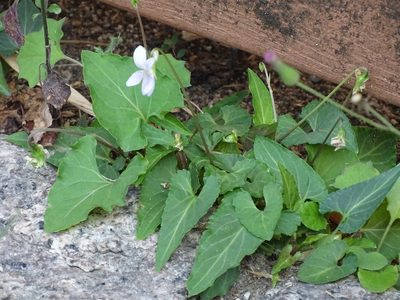 Viola inconspicua, photographed by Toby Y