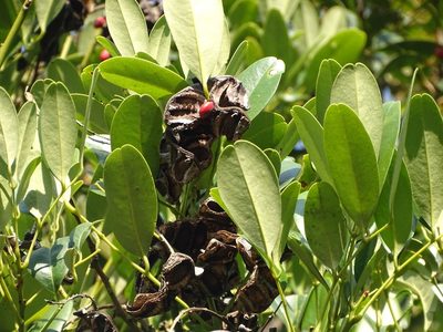 Ormosia emarginata, photographed by Toby Y